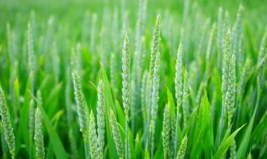 జీరో బడ్జెట్ ఆర్గానిక్ ఫార్మింగ్