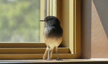 అనామక  టెనెంట్: కలిసి జీవించే కథ