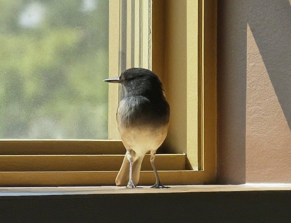 అనామక  టెనెంట్: కలిసి జీవించే కథ